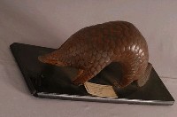 海南穿山甲藏品圖，第5張